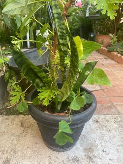 Plantas