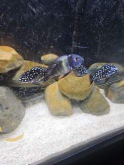 Aquarium rocks