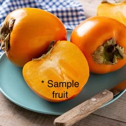 Fuyu persimmon fruit tree plant