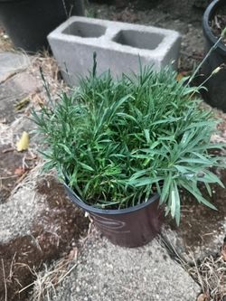 Dianthus