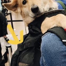 K9 Sports Dog Carrier Backpack