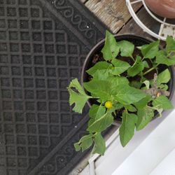 Toothache Plam Plants Or" BUZZ BOTTON"