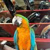 Meza Auto Parts 