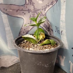 Kalanchoe, Orange Flowers