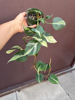 4” xl philodendron silver stripe