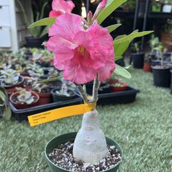 Desert Rose Eva 