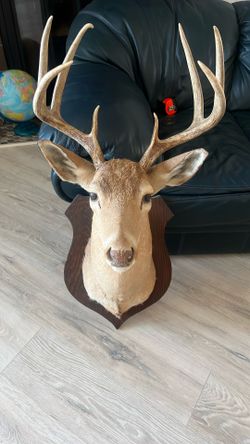 Big Buck Deer Head
