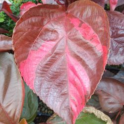 Beautiful Red Copper Leaf Plants 7gl $16🏡🏡
