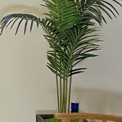 Decorative Plant