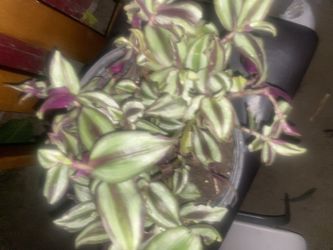 Have Different Sizes Of Pots Of This Plant