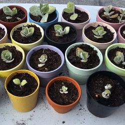 Beautiful Indoor/outdoor Plant 🪴 🌵