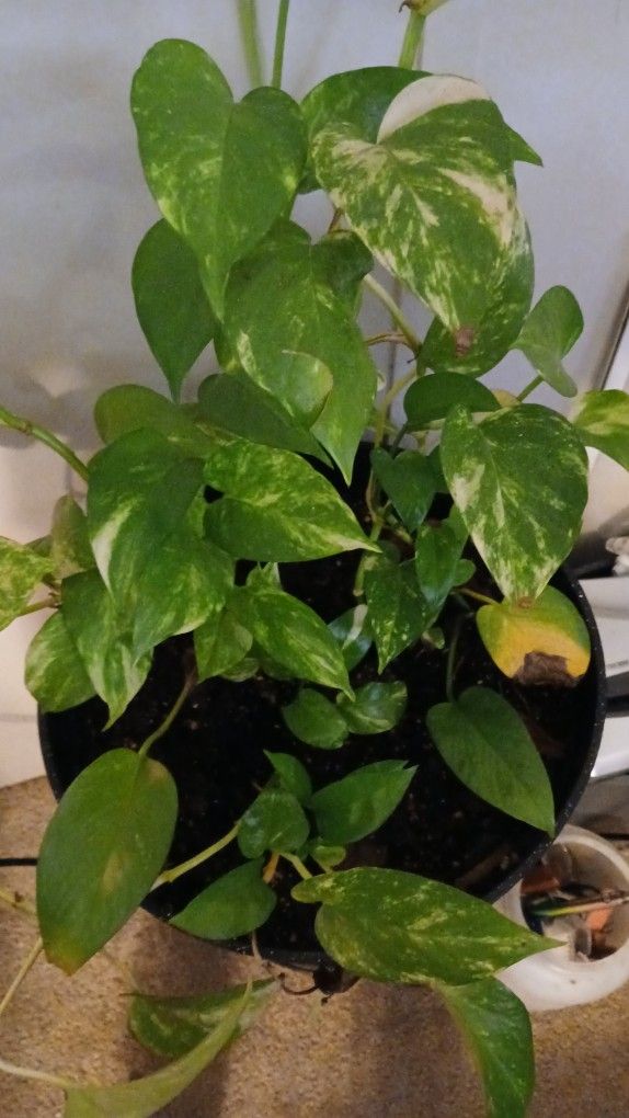 Golden Pothos