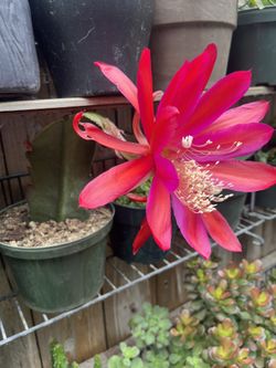 Orchid Cactus Bloom Now 