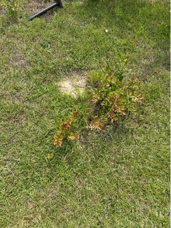 Crape-Myrtle