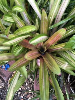 Bromeliad