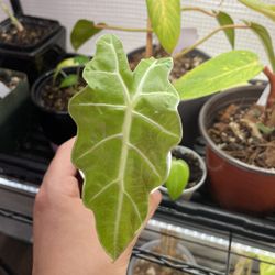 Alocasia Amazonica Sprouted Corm 