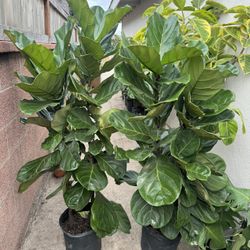 Fiddle Leaf Fig