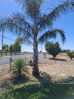Palm trees