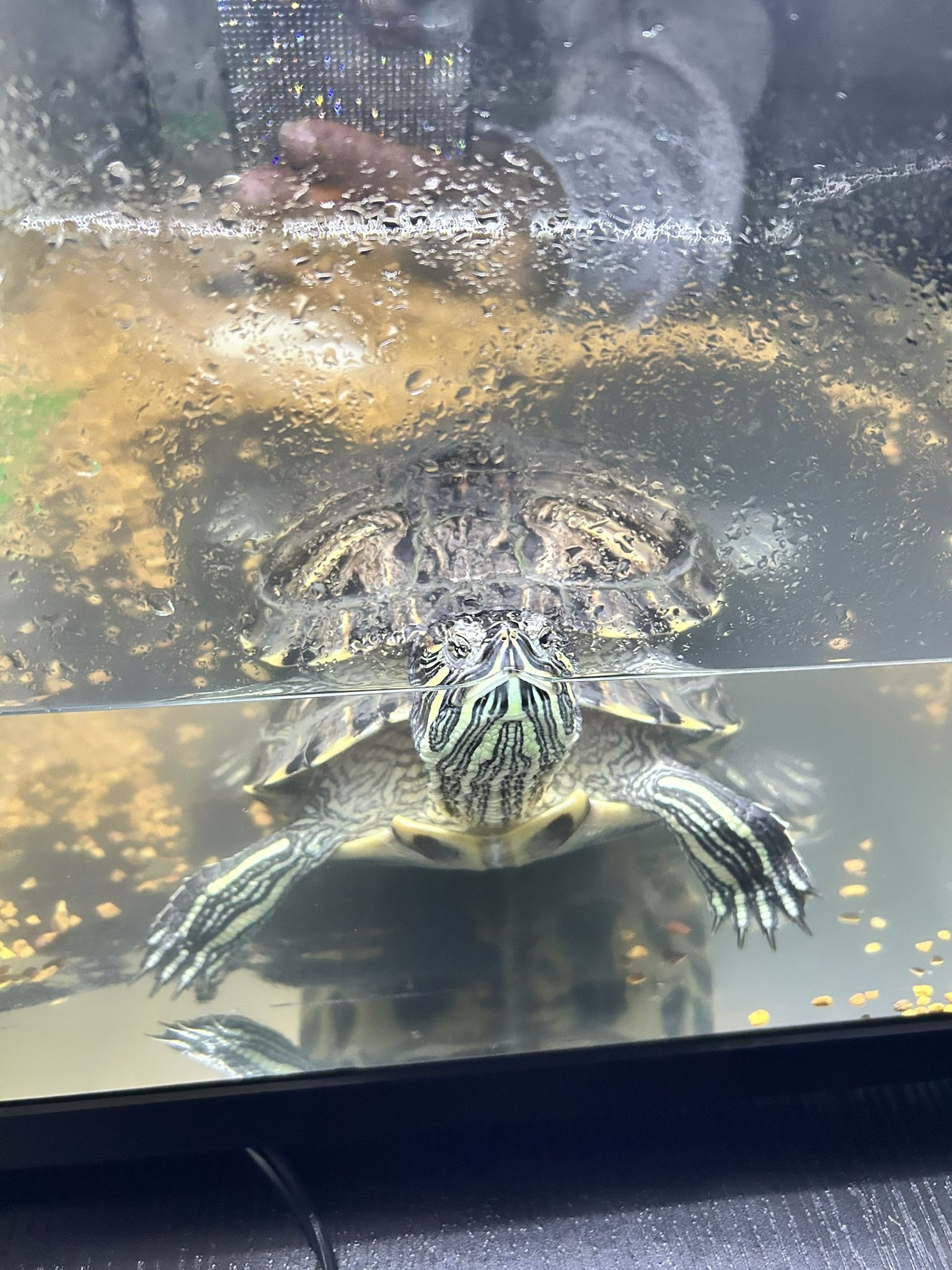 Selling A Turtle And All It’s Needs