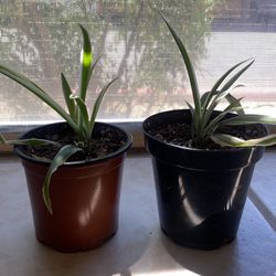 Small spider plants in 3” pot