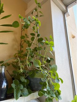 Oregano plant