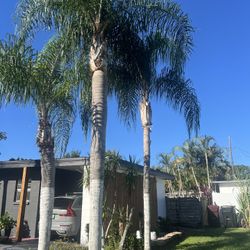 Palm Trees For Sale