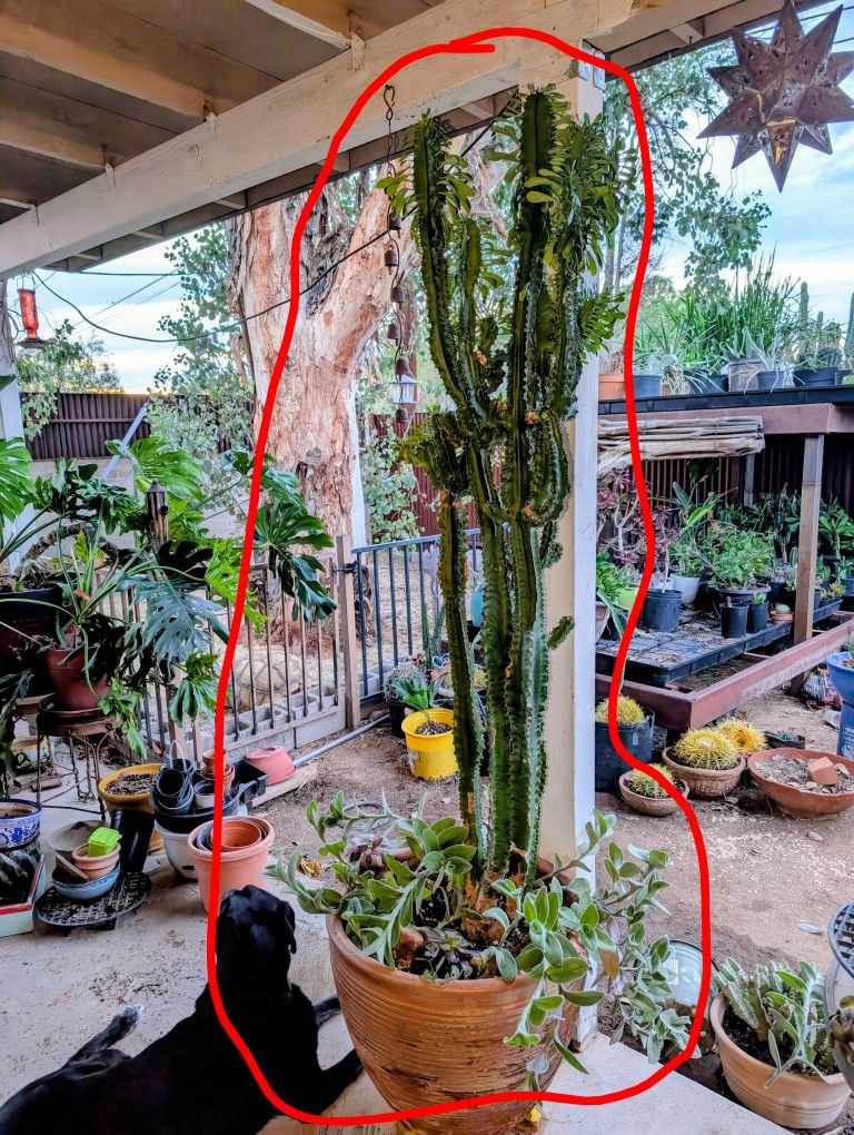 The African milk tree (Euphorbia trigona)