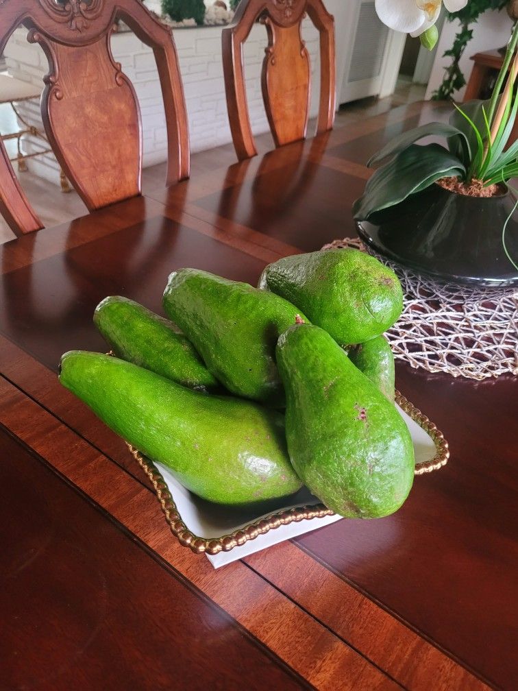 avocado plant