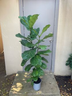 Ficus Lyrata Fiddle Leaf Fig Tree House Plant 8.5” Pot