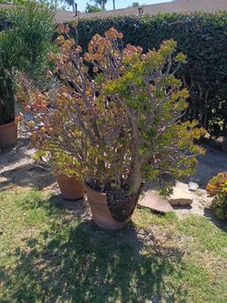 Plant