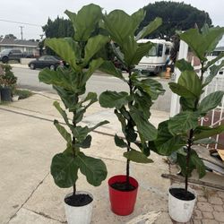 Fiddle Leaf Fig Over 5ft 55$ Each