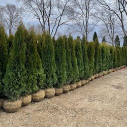 Privacy Tree Sale FREE DELIVERY! Emerald Green & Green Giants 