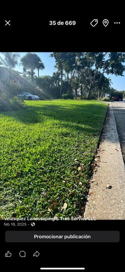 Lawns And Trees