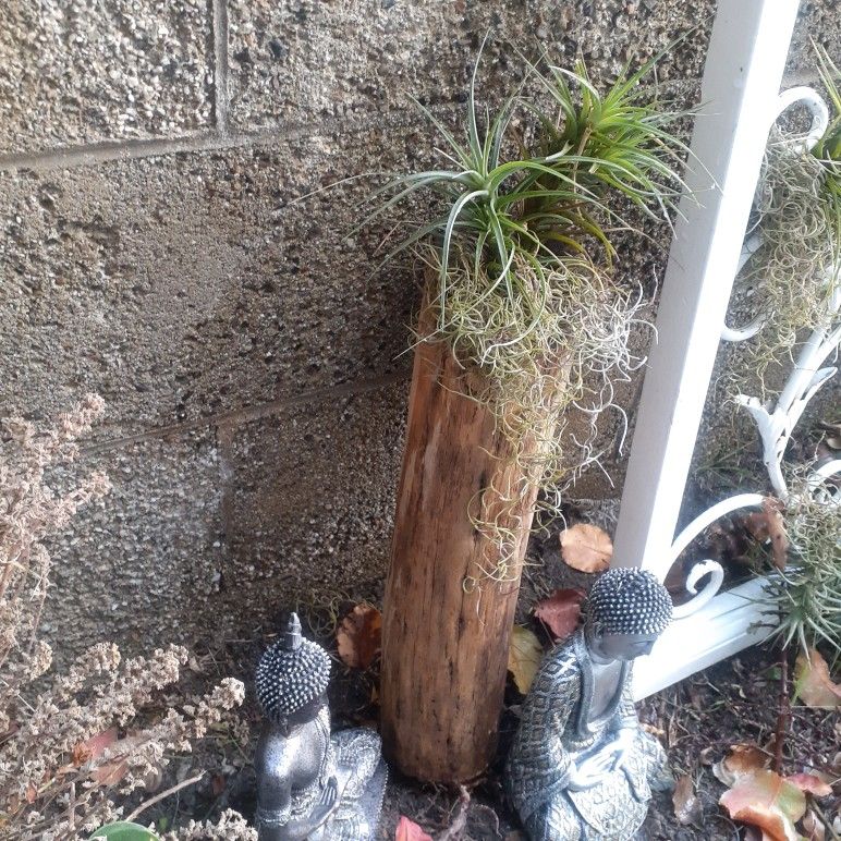 FARMHOUSE BOHO THICK BAMBOO WOOD  TREE POLE REAL AIR PLANTS THILANDSIA 