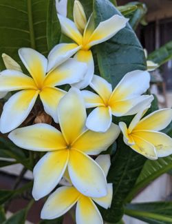 Pink & Yellow Plumeria Cuttings
