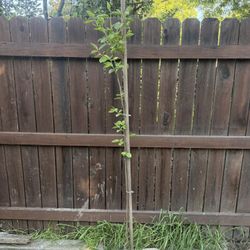 Persimmon Fruit Tree 