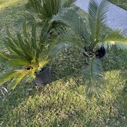 3 -  Sago Palms 