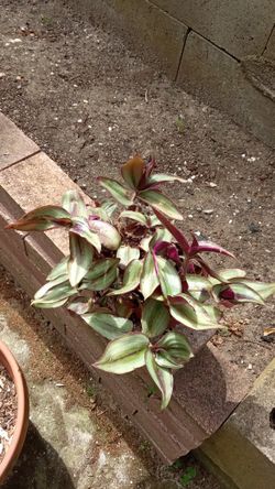 Tradescantia Zebrina Plant