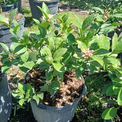 Huge Sale Meyer Lemon Tree On Sale $50
