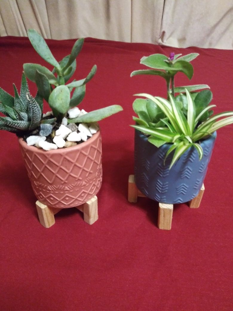 Succulents en macetitas de cerámica pequeños$5Each