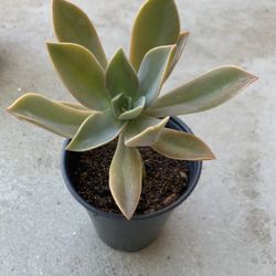 Succulent