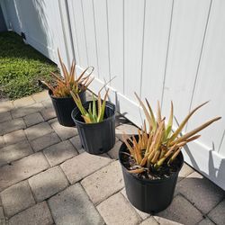 3 For $12 Aloe Plants