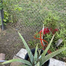 Plantas 