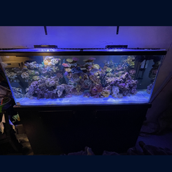 100 gallon tank and stand