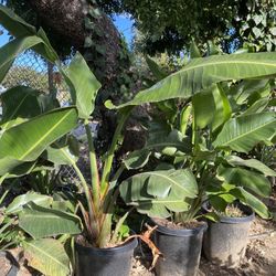 Bird Of Paradise