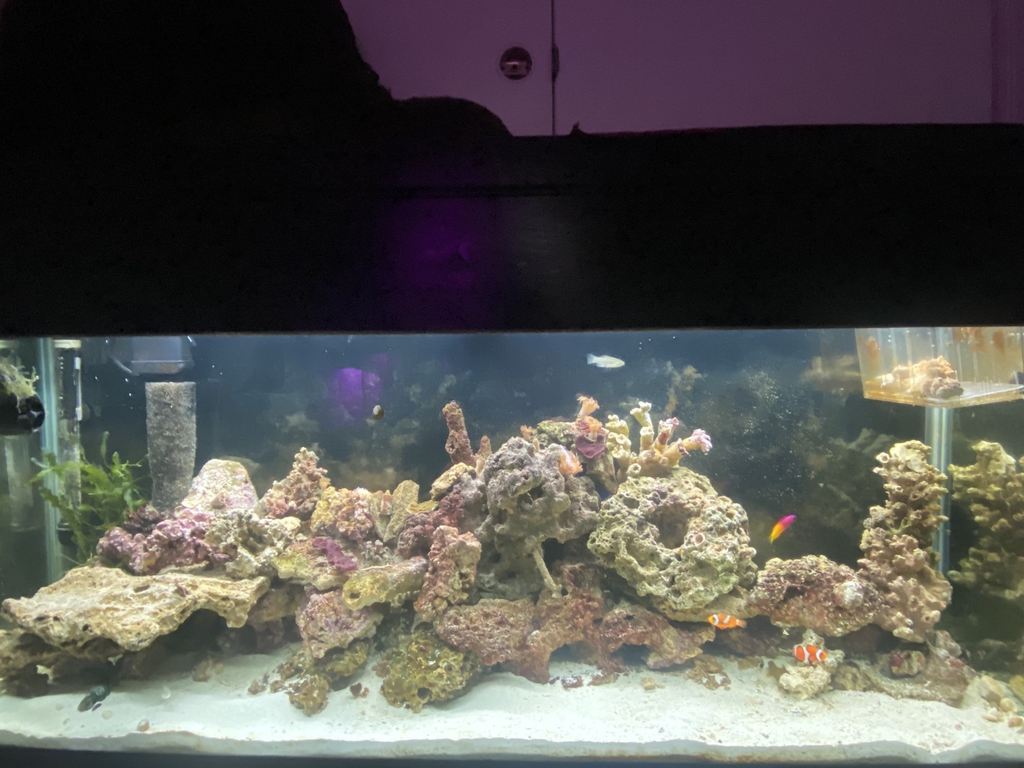 55g Aquarium