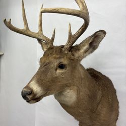 Whitetail Deer 9 Point Buck Trophy Taxidermy Mount