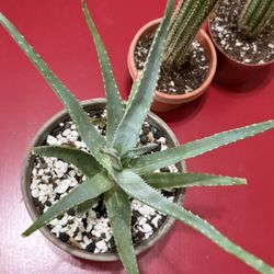 ❤️Rosette-forming variety Organic Aloe Vera❤️7” Tera cotta pot