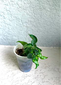 Hoya  Hindu  Rope  plant