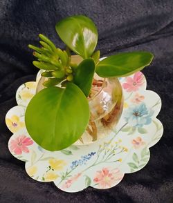 4th July Handmade Gift - Succulant Glass Pot with Ribbon